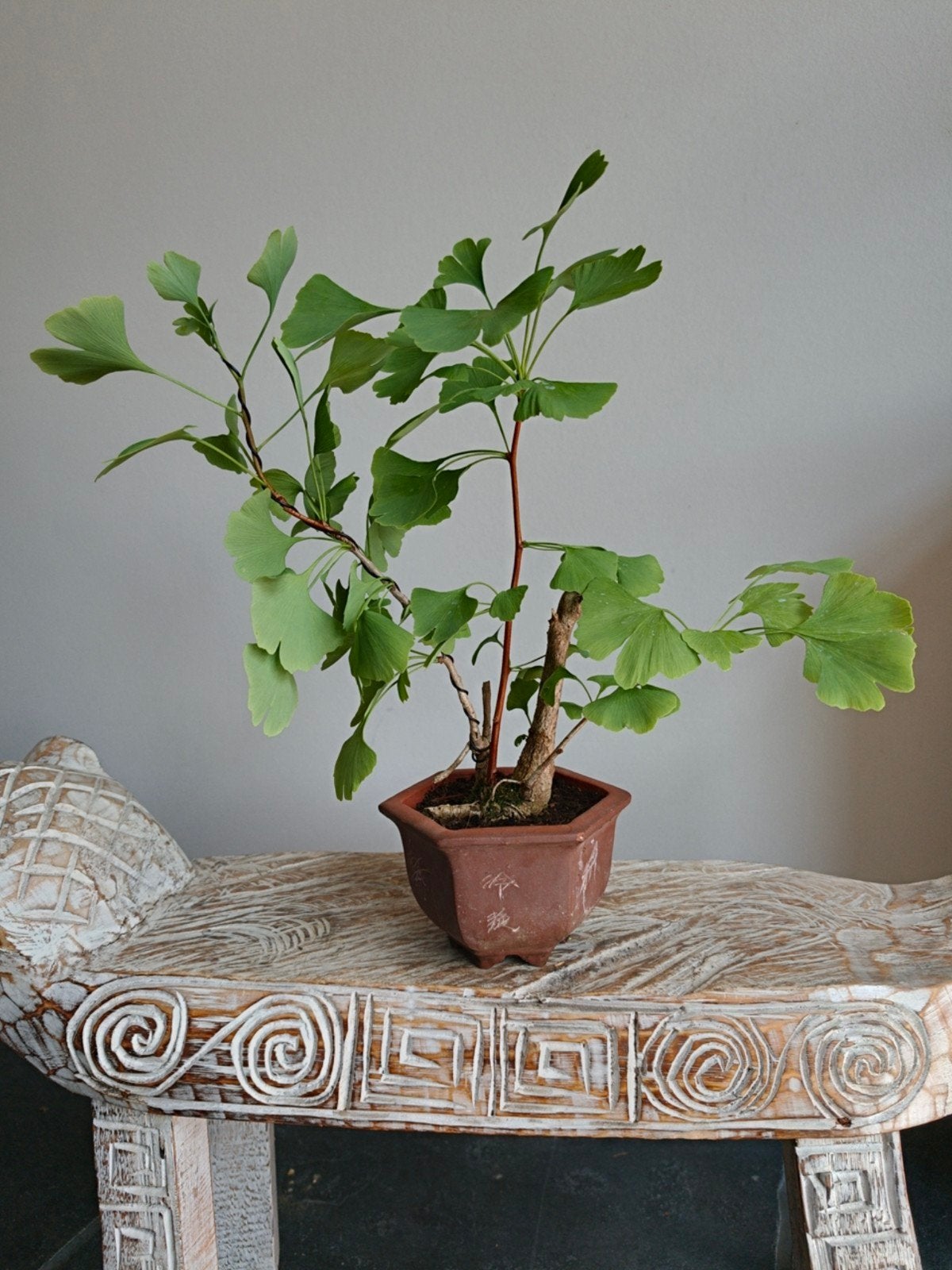Ginkgo Biloba Bonsai, Tuin en Terras, Planten | Bomen, Bloeit niet, Halfschaduw, Minder dan 100 cm, Overige soorten