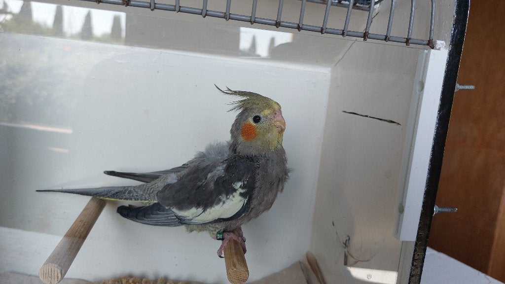 Valkparkiet baby, Geslacht onbekend, Parkiet, Geringd