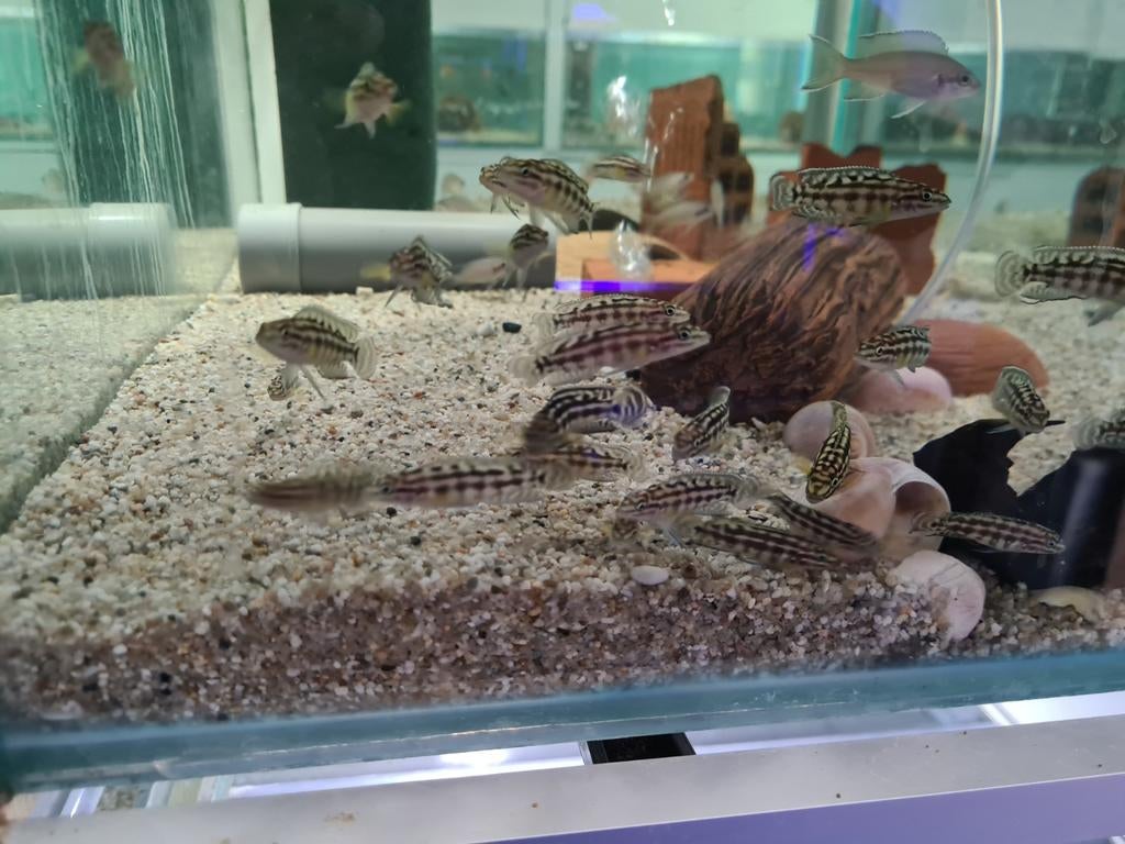 Julidochromis Marlieri Tanganyika Cichliden, Vis, Zoetwatervis