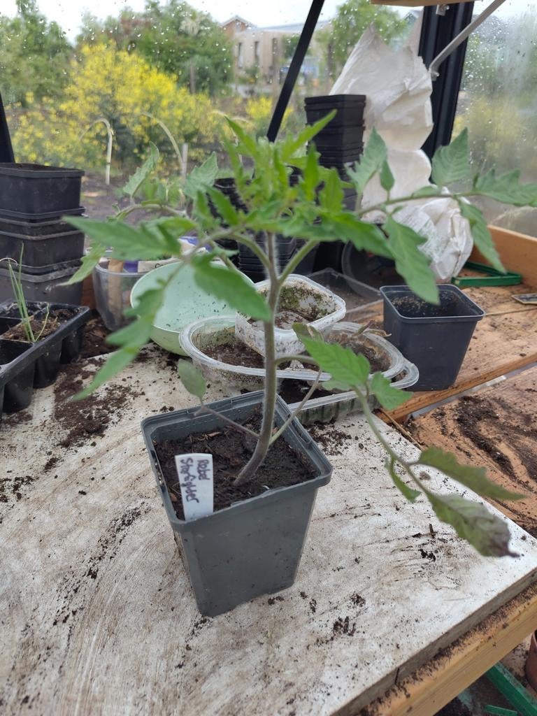 Tomaten, paprika en aubergine planten - biologisch, Tuin en Terras, Planten | Tuinplanten, Ophalen, Volle zon, Groenteplanten