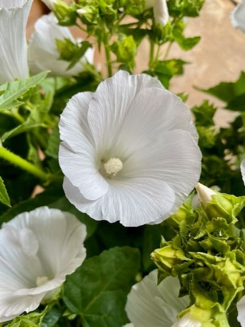 Lavatera White Regis (Bekermalva) te koop, Ophalen, Overige soorten, Volle zon