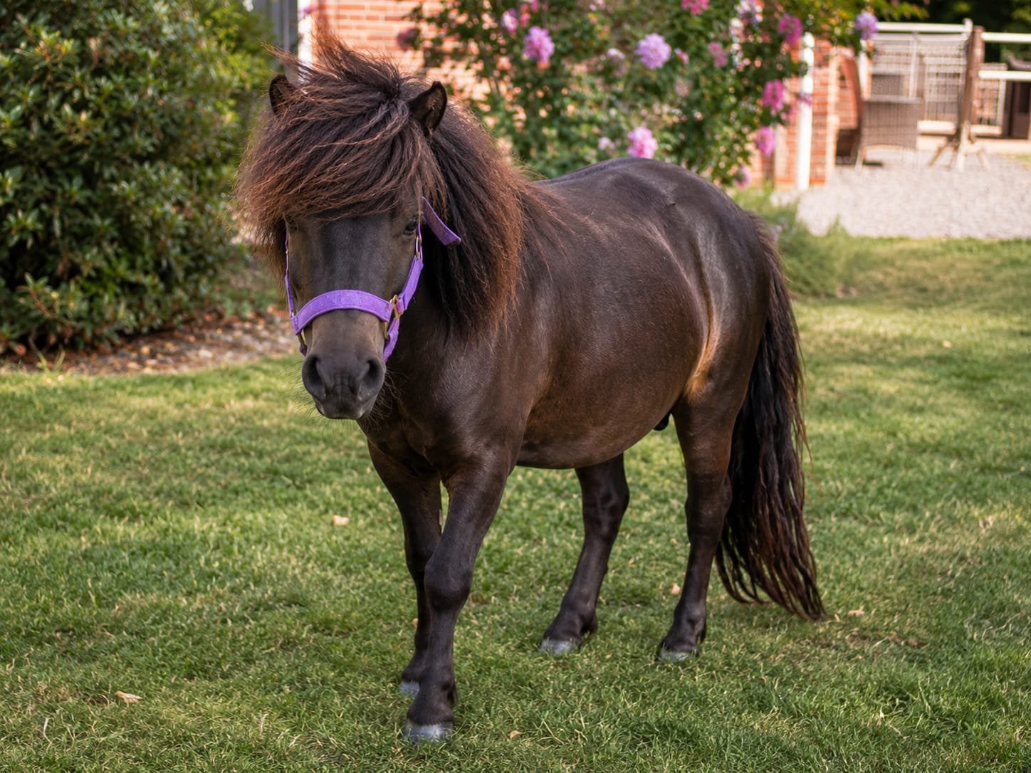 Rocky, Onze Lieve Zwarte Shetlander, Hengst, A pony (tot 1.17m), 3 tot 6 jaar