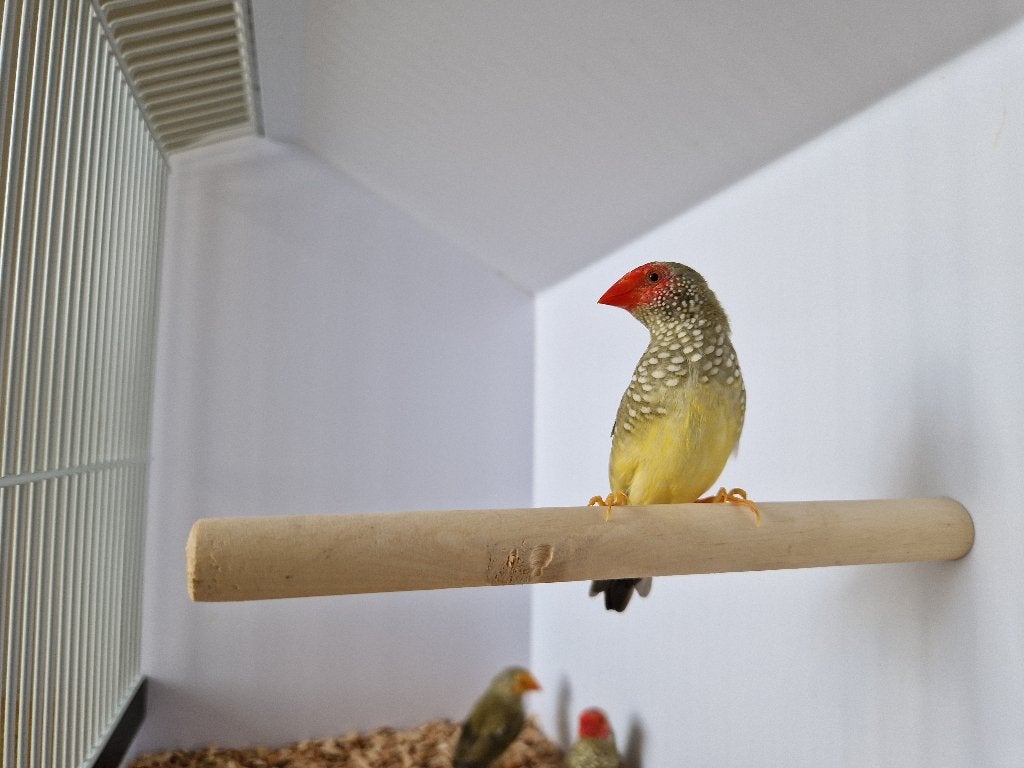 Binsenastrilde roodkop | veel keuze uit tropische vogels, Meerdere dieren, Tropenvogel