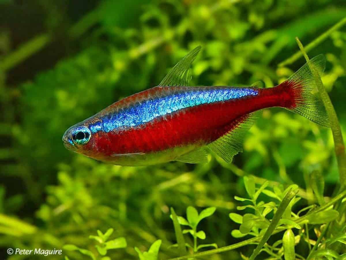 20 kardinaal tetra groot formaat, Vis, Zoetwatervis, Schoolvis