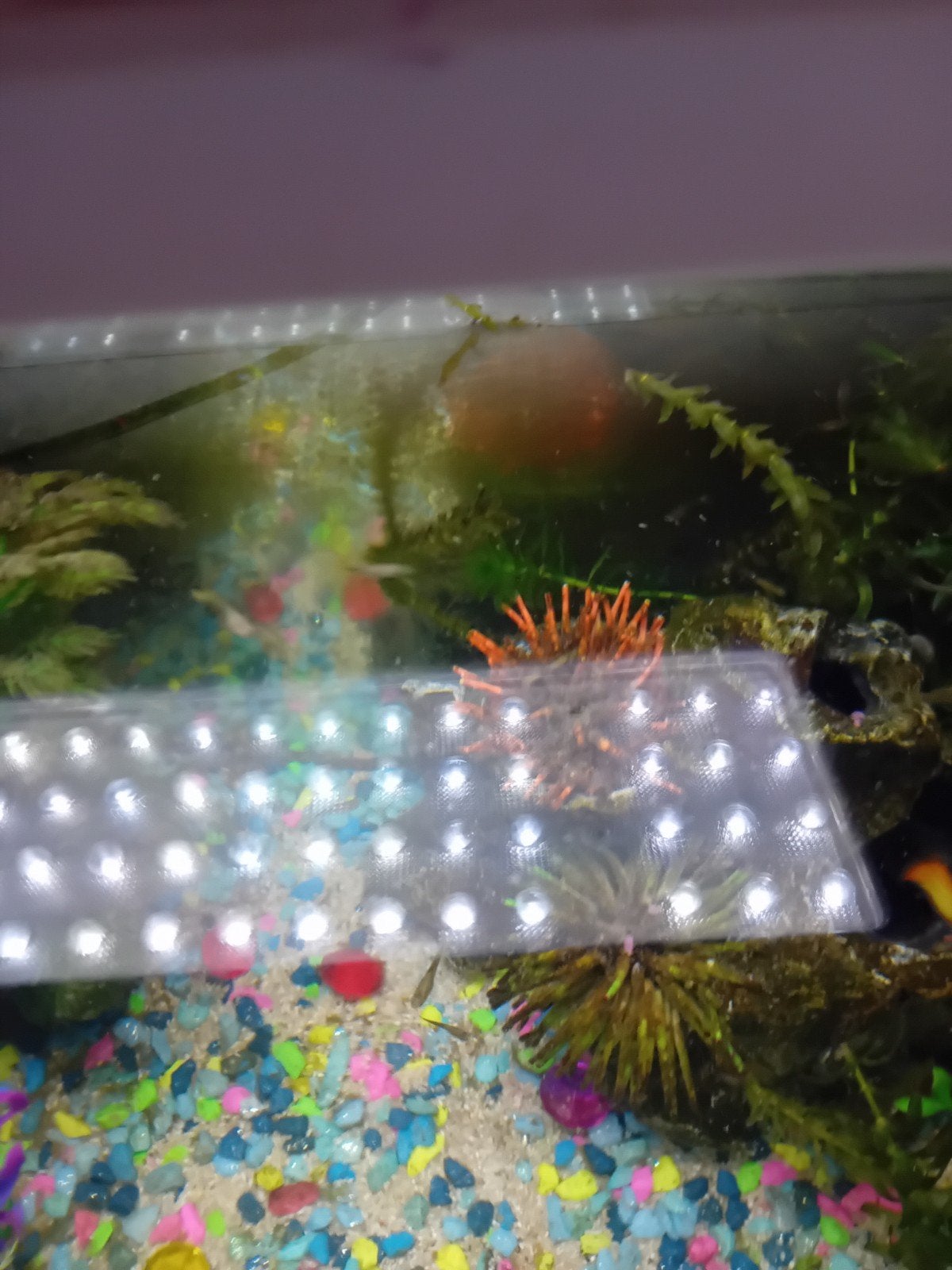 guppies te koop 00.50 cent
