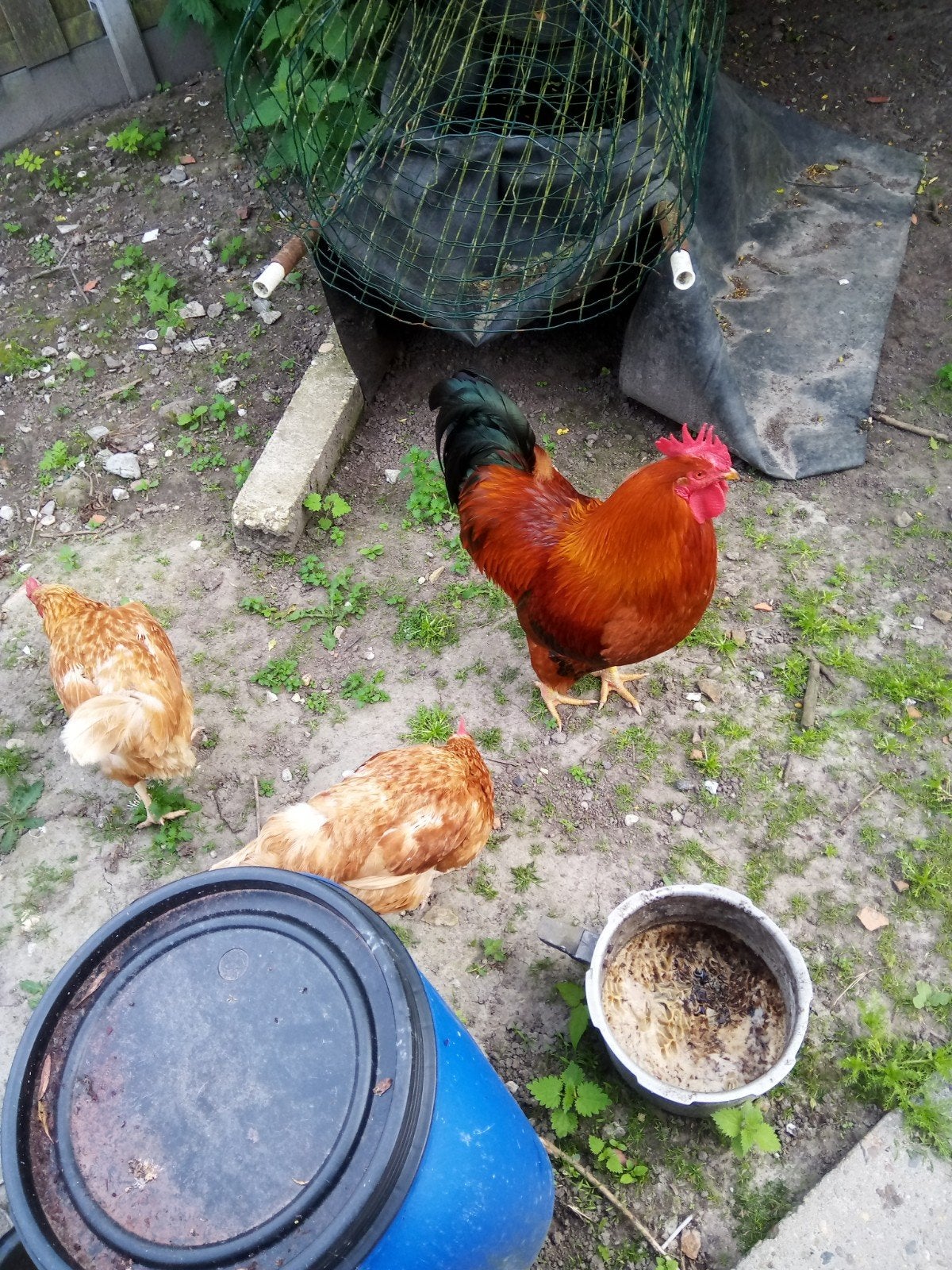 Legkippen. Met haan, Dieren en Toebehoren, Pluimvee, Meerdere dieren, Kip