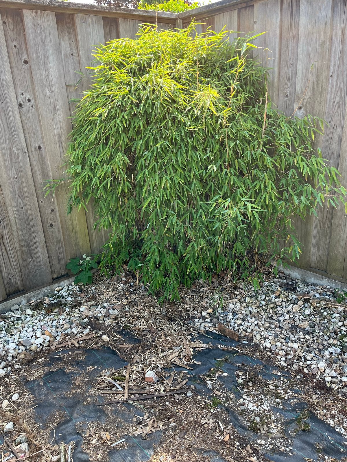 Gratis ophalen Grote bamboeplant voor tuin of terras, Tuin en Terras, Planten | Tuinplanten, Vaste plant, Bloeit niet, Halfschaduw