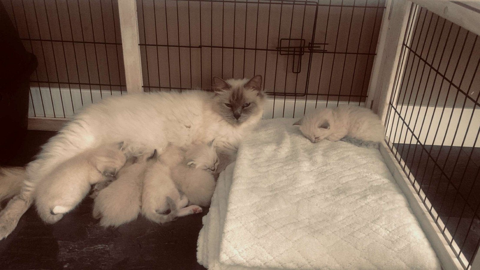 ragdoll kittens 8 weken, Meerdere dieren, 0 tot 2 jaar