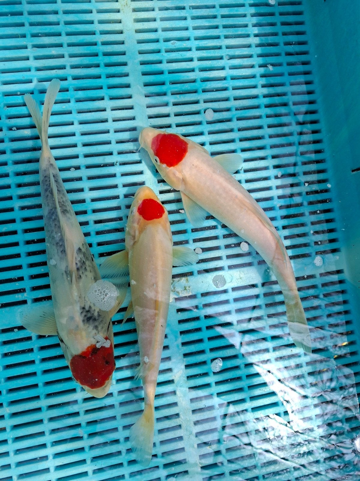 10 koi 45-55 cm, Dieren en Toebehoren, Vissen | Vijvervissen, Karper of Koi