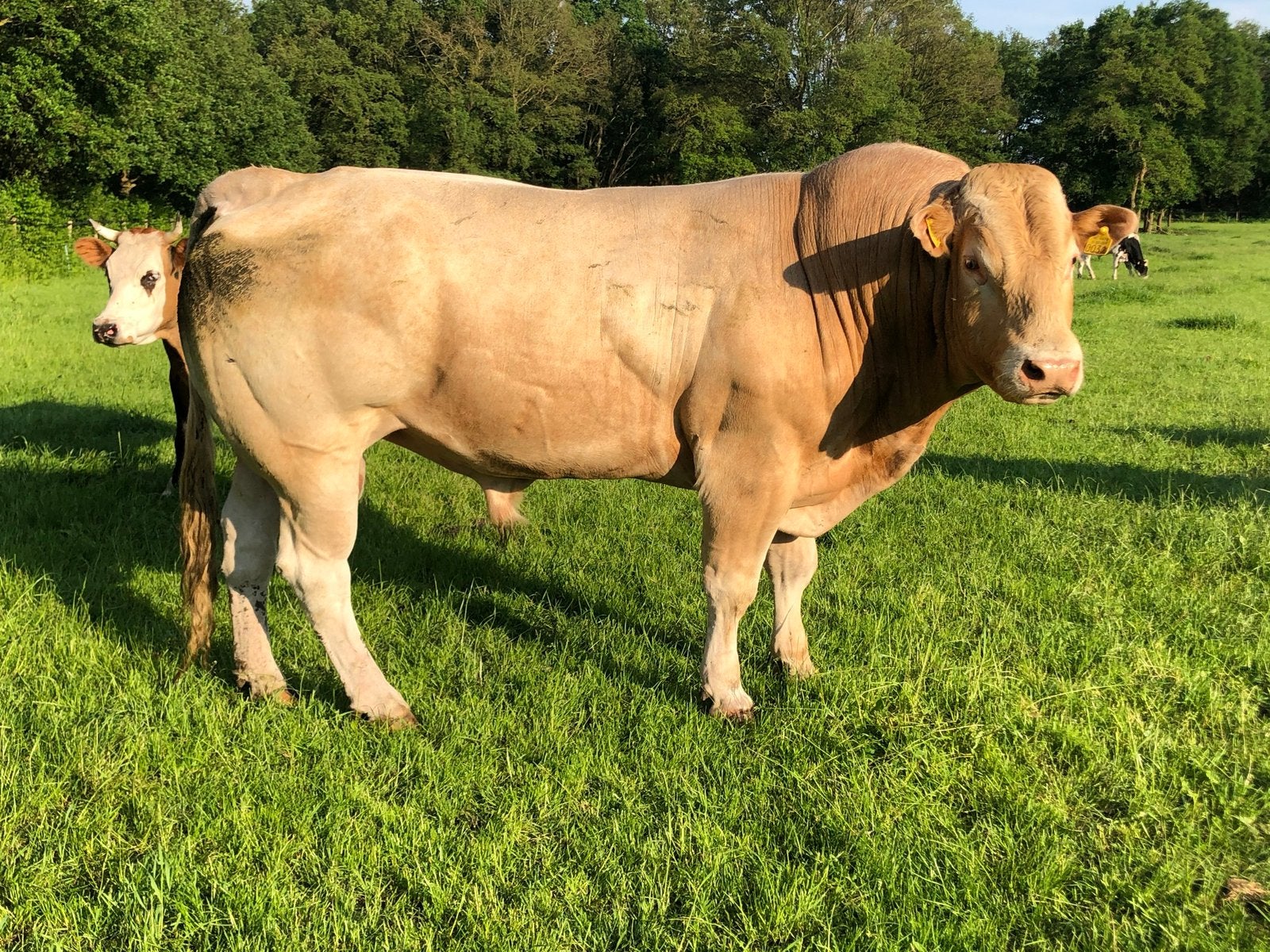 Gezocht blonde dekstier, Dieren en Toebehoren, Meerdere dieren