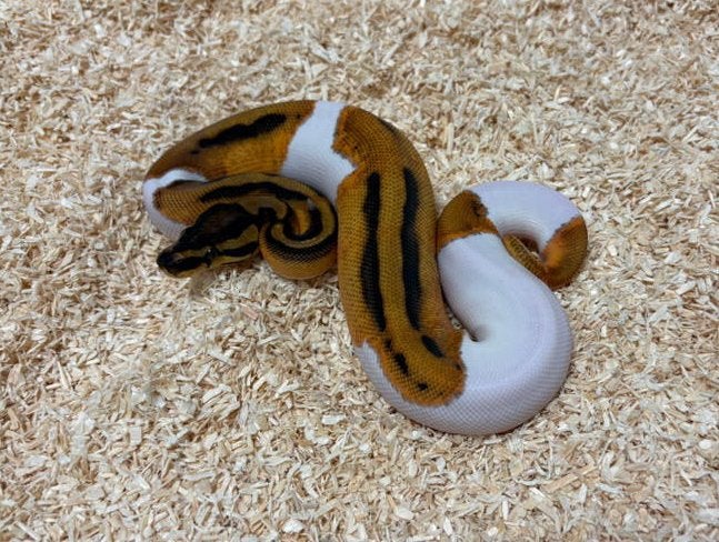 0.1 Orange Dream Pied ball python regius te koop Ball Python - male for sale from RPM