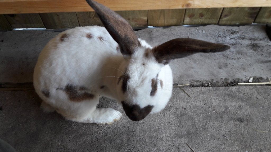 Lotharinger groot konijn(voedster), Vrouwelijk, Groot, 3 tot 5 jaar