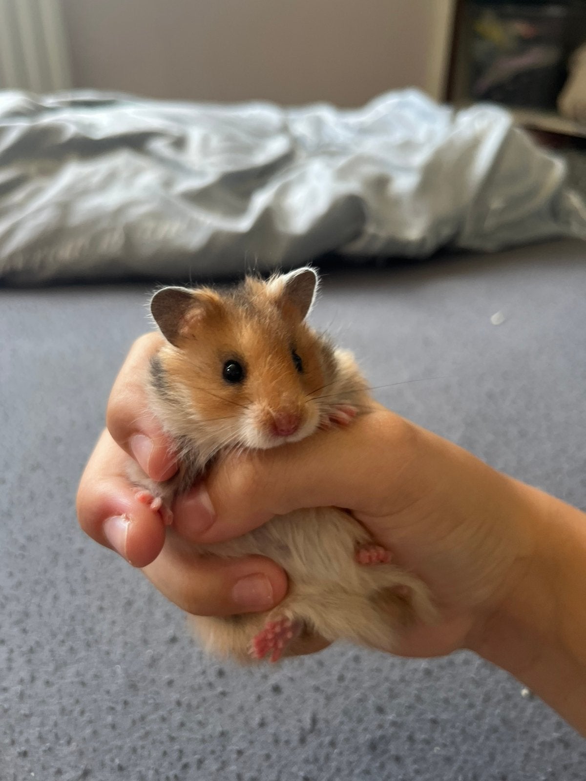 Lief goud langhaar goudhamster vrouwtje, Dieren en Toebehoren, Knaagdieren, Hamster, Vrouwelijk, Mei, Tam
