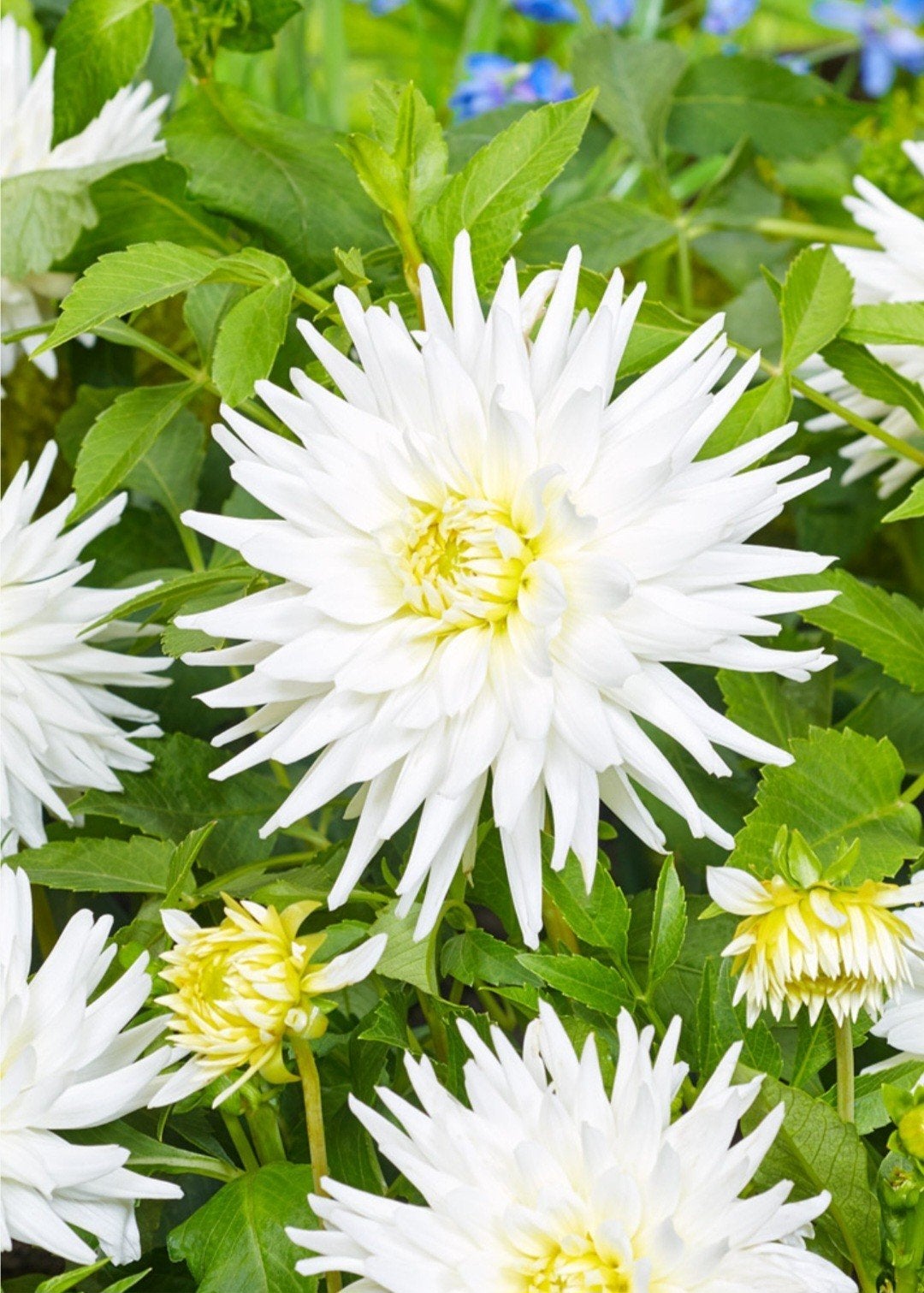 cactus dahlia my love, Ophalen of Verzenden, Volle zon, Knol