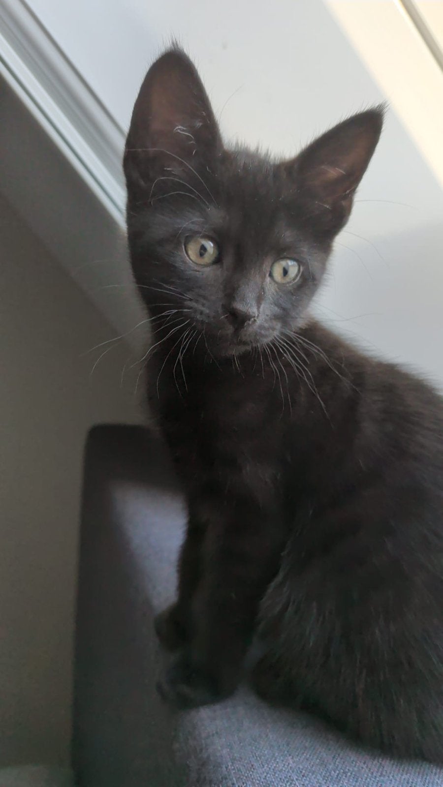 Een lieve speelse kitten, 10 weken, Dieren en Toebehoren, Meerdere dieren