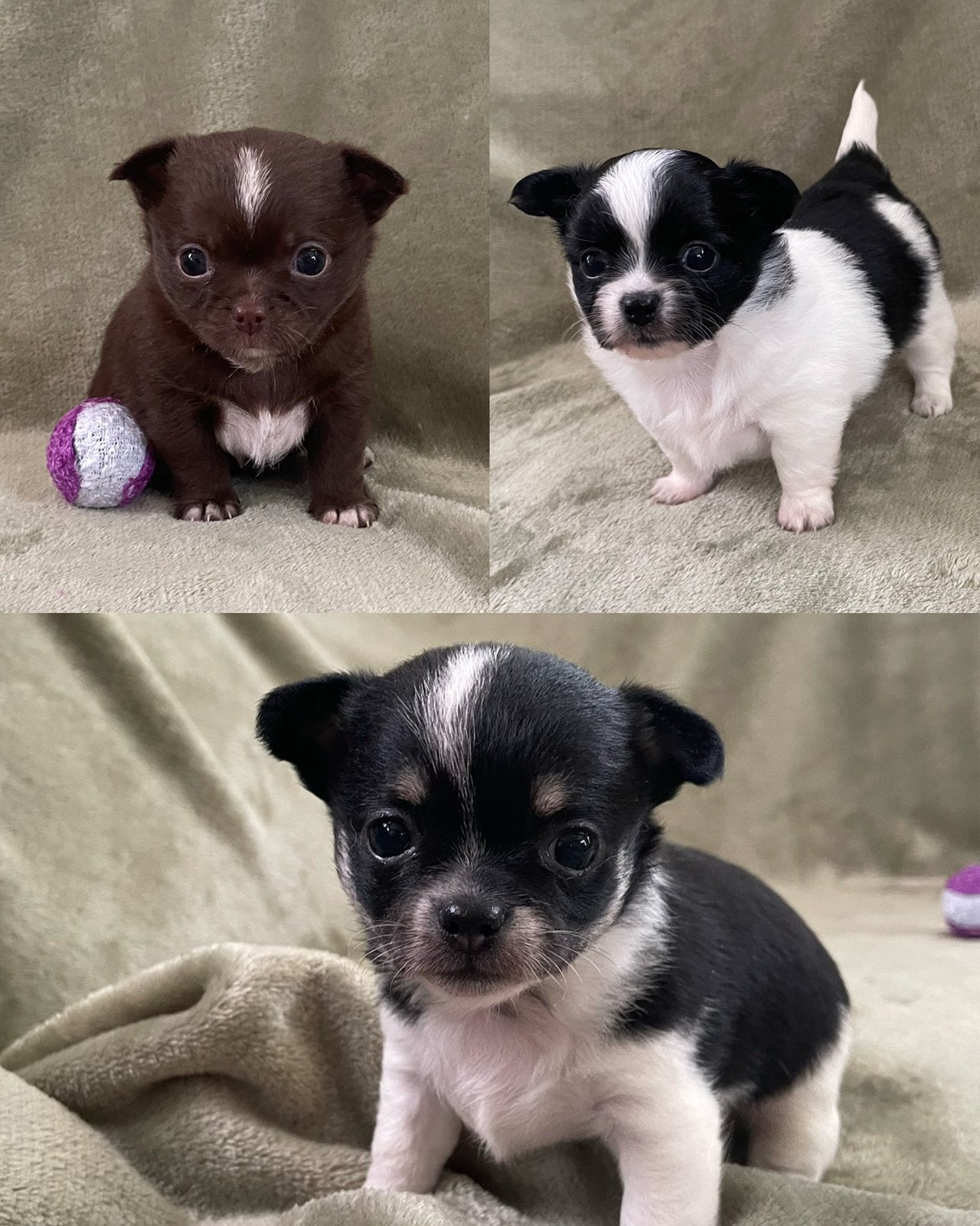 ❤️Prachtige gezonde chihuahua pups, Dieren en Toebehoren, 8 tot 15 weken, Parvo, Meerdere, Meerdere dieren