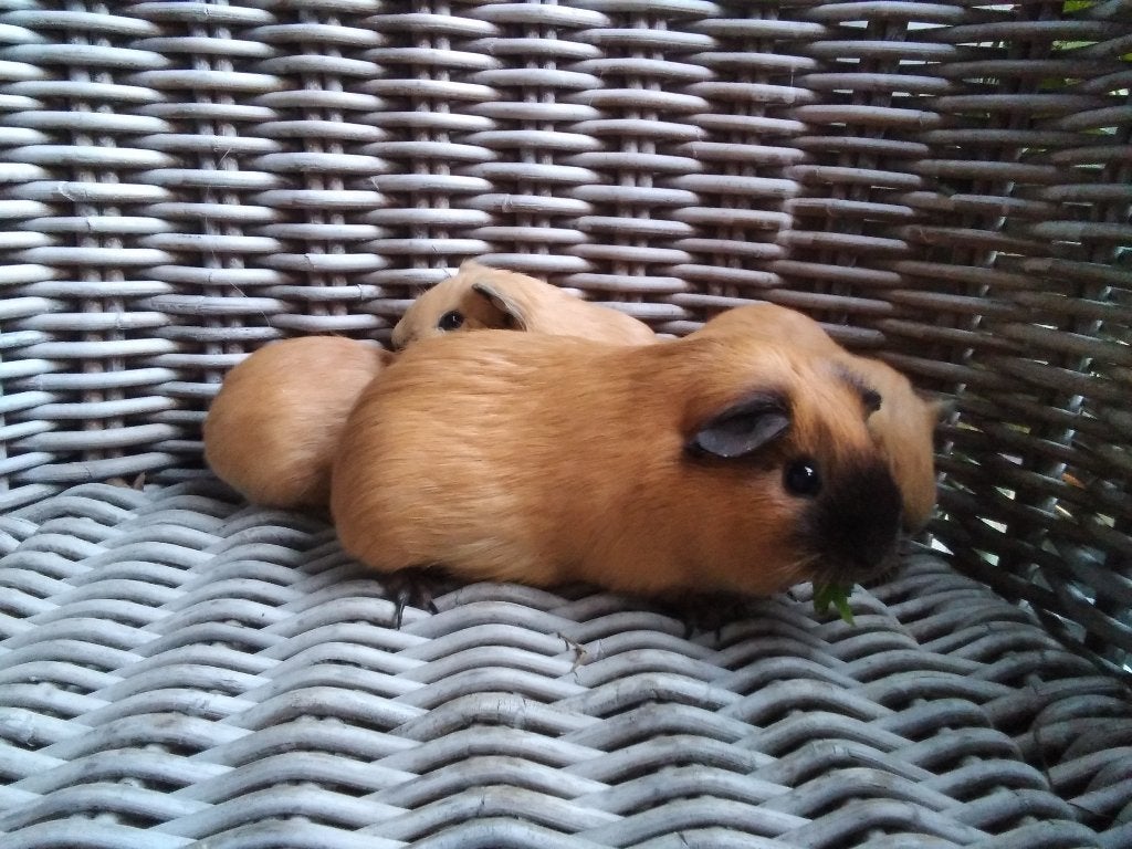 Jonge creme Californian cavia's, Dieren en Toebehoren, Knaagdieren, Cavia, Mei, Meerdere dieren, Tam