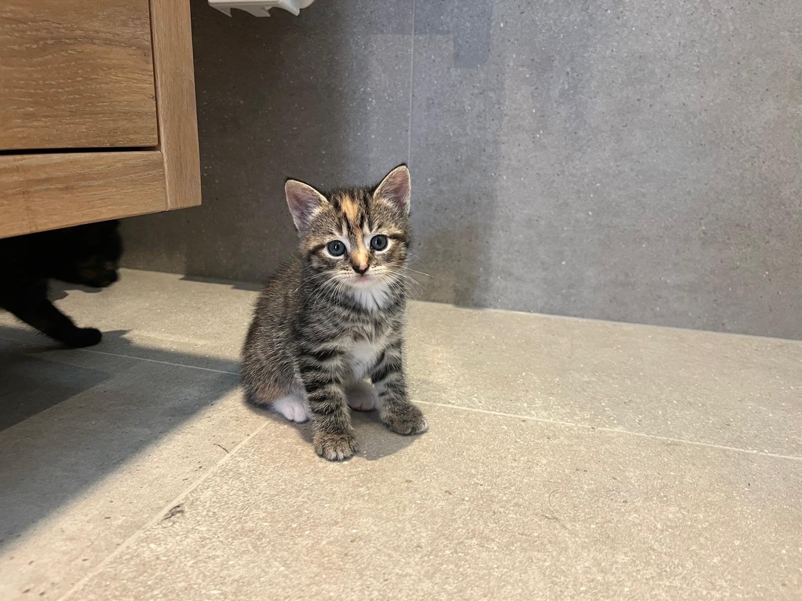 Drie onweerstaanbaar lieve kittens zoeken een gouden mandje!, Meerdere dieren, Kortharig