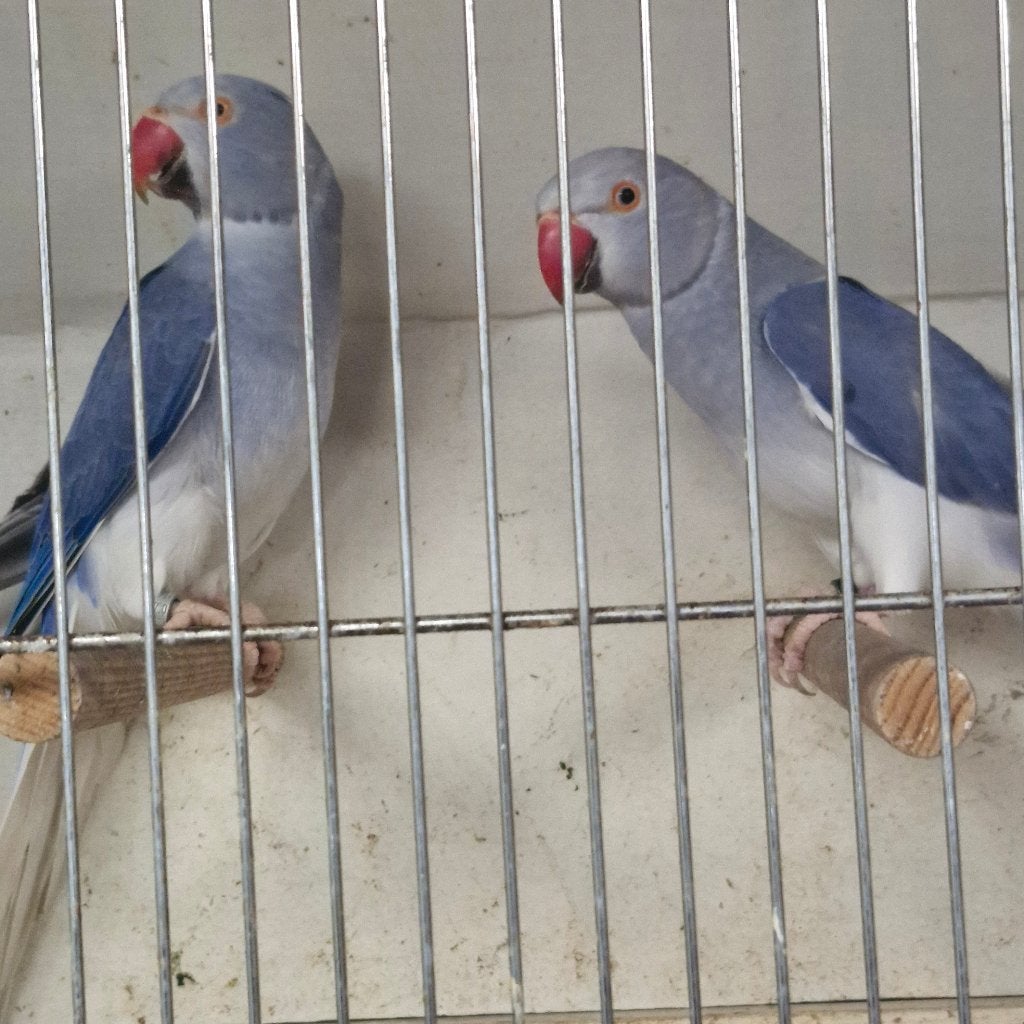Halsband parkieten, Dieren en Toebehoren, Meerdere dieren, Parkiet, Geringd