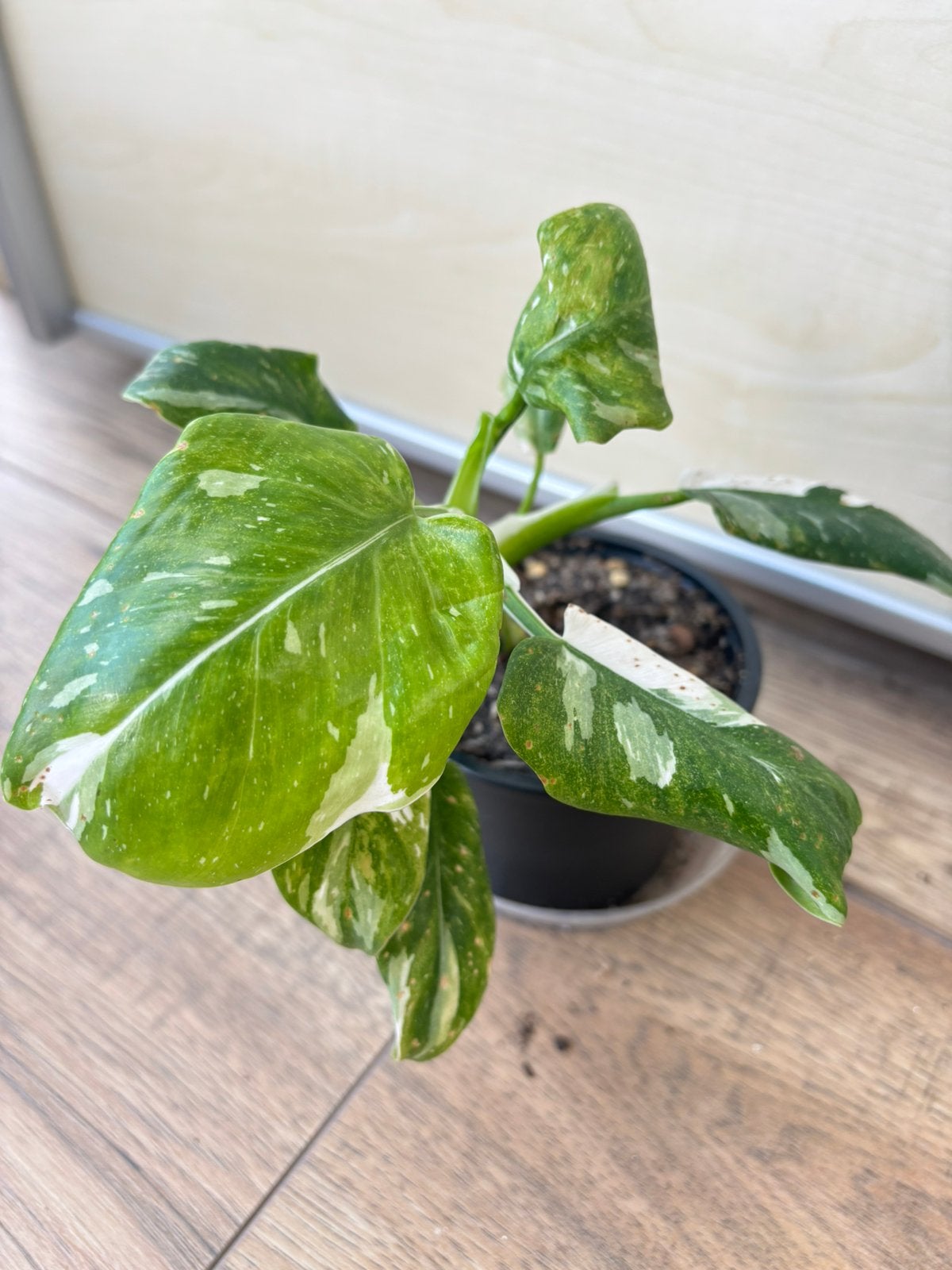 Philodendron white princess, Huis en Inrichting, Kamerplanten, Ophalen of Verzenden, Halfschaduw, Minder dan 100 cm