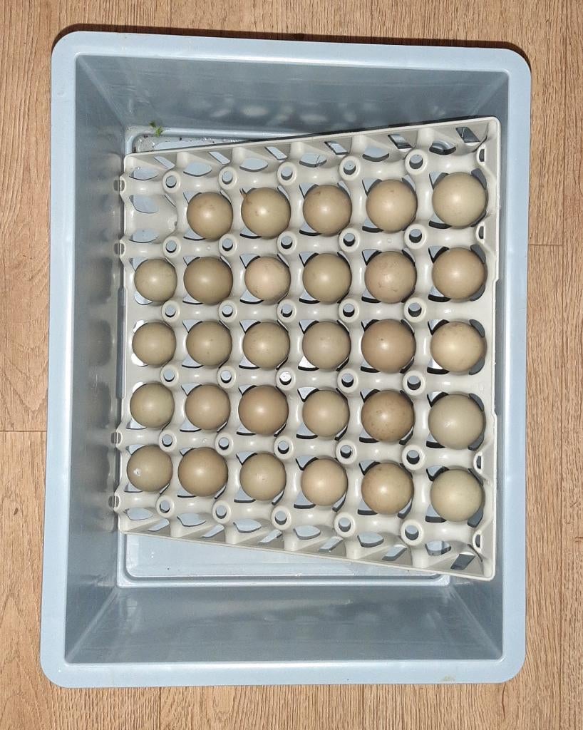 Broedeieren van bosfazant (Ringnek), Dieren en Toebehoren, Pluimvee, Geslacht onbekend, Overige soorten