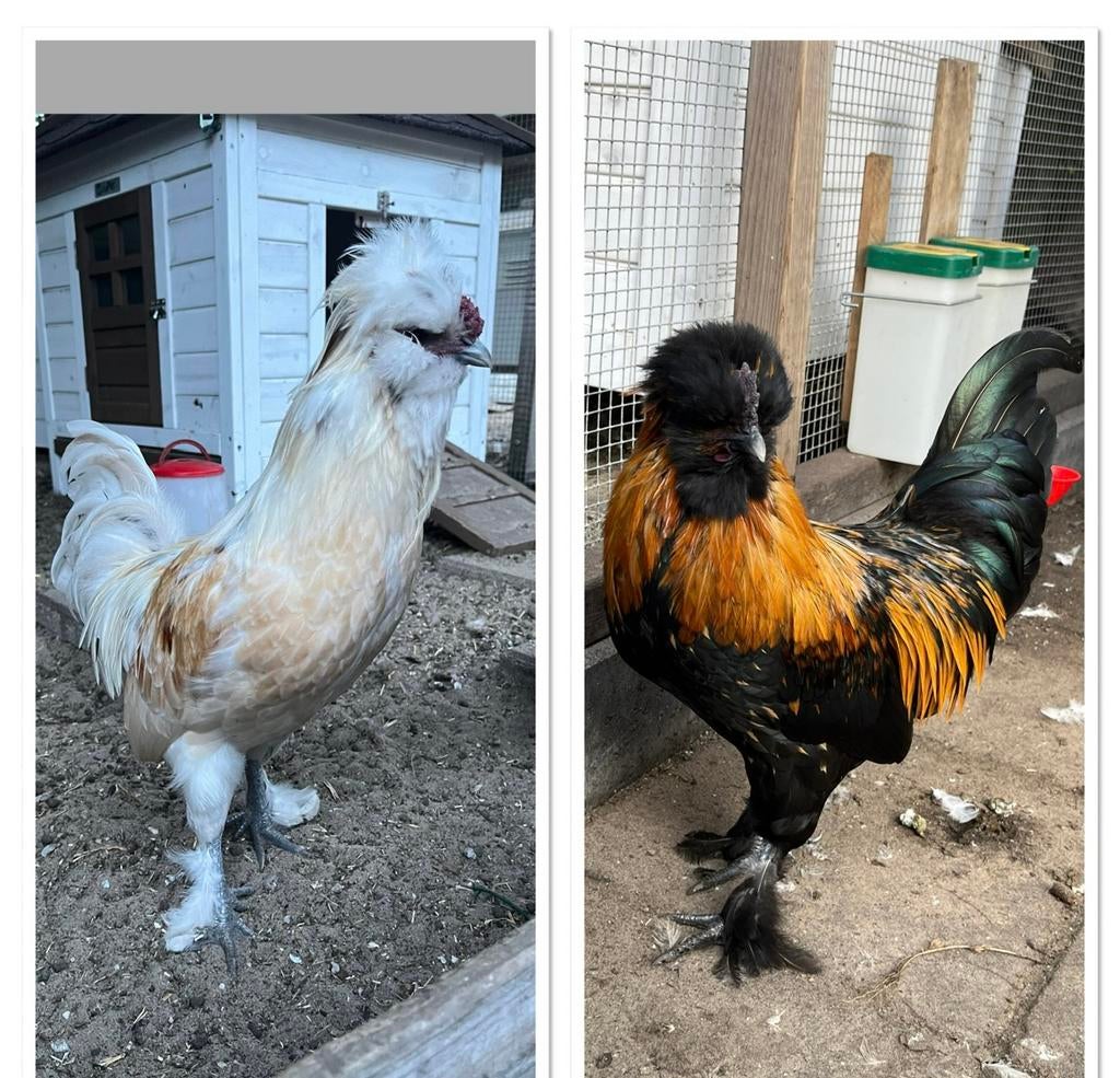 2 jonge hanen, Mannelijk, Kip