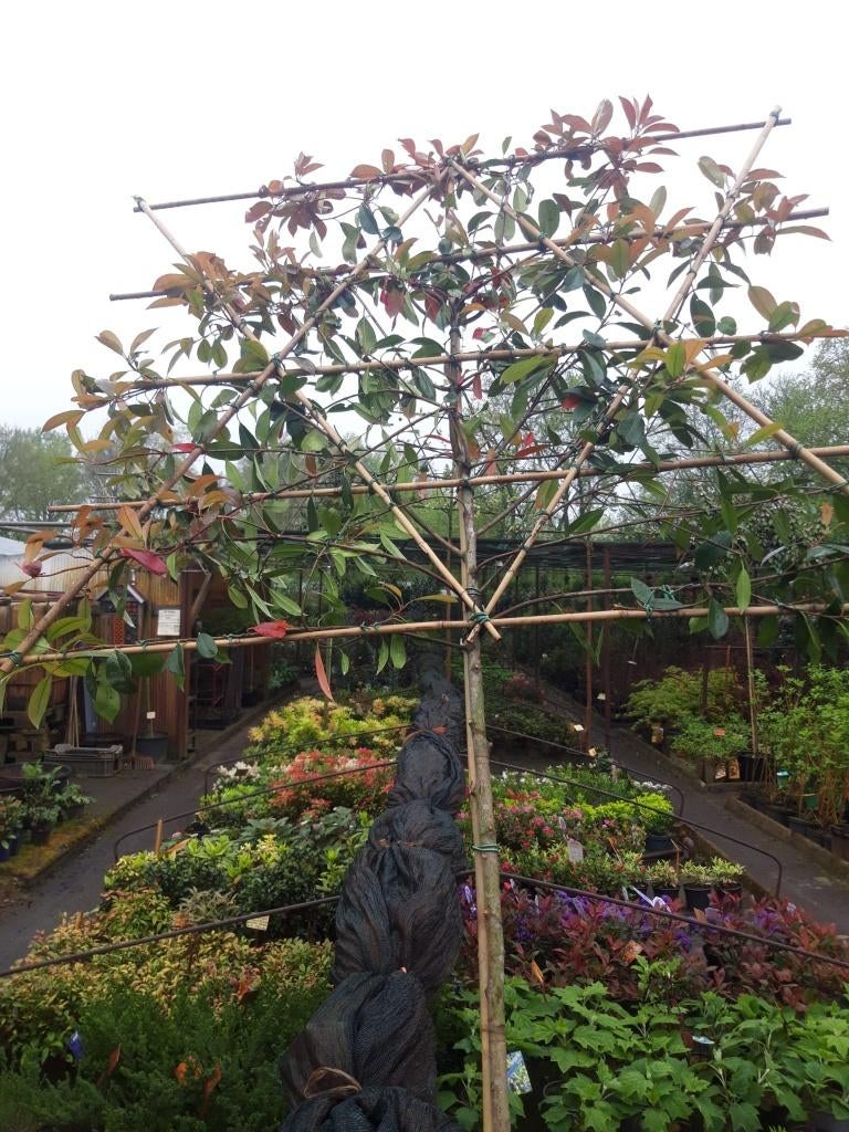 Photinia fras. Red Robin als leiboom  in pot, Leiboom, Lente, 250 tot 400 cm, Ophalen