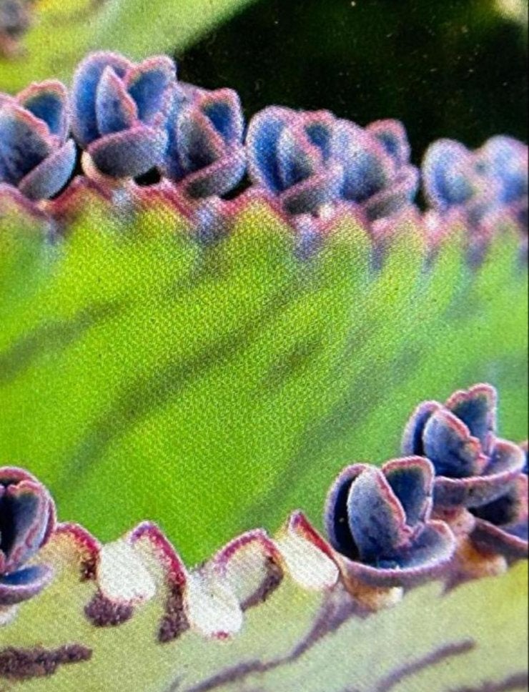 Lila’s paarsachtig, Huis en Inrichting, Kamerplanten, Ophalen, Vetplant, Minder dan 100 cm, Bloeiende kamerplant