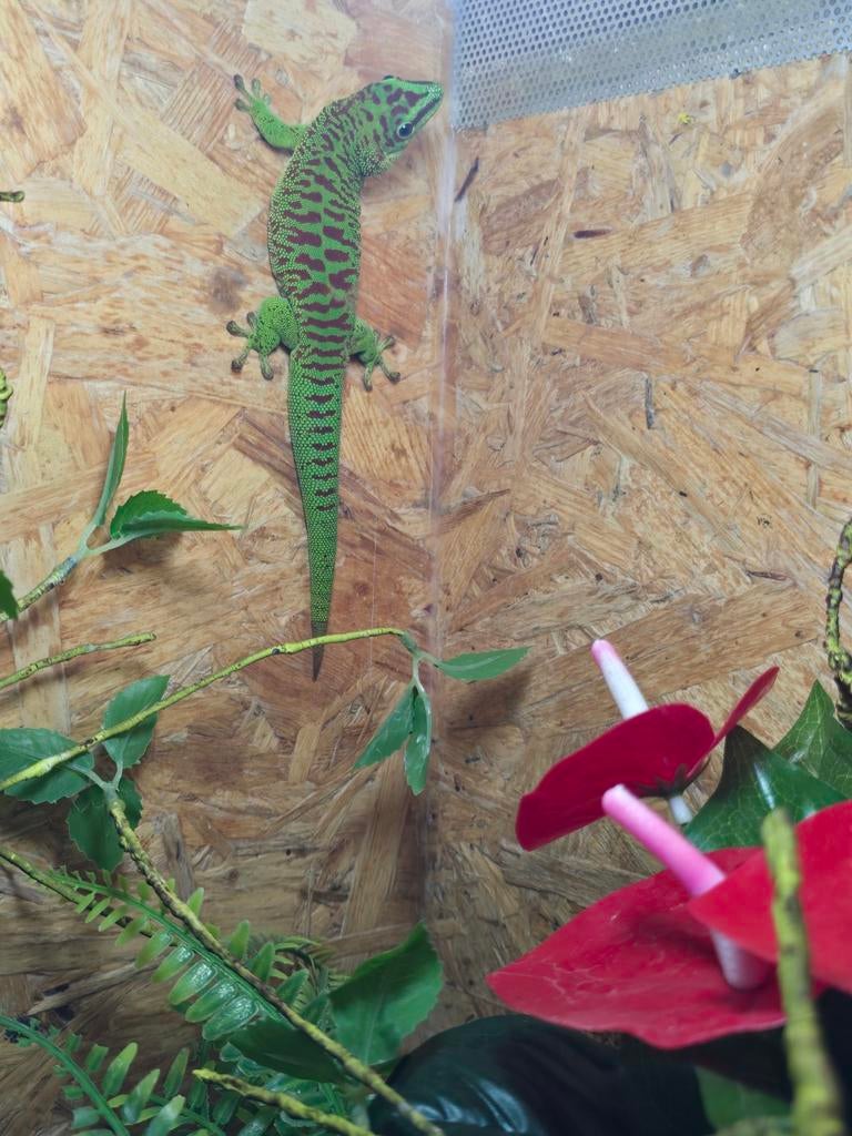 Bewezen kweekkoppel phelsuma grandis high red, Hagedis, 0 tot 2 jaar