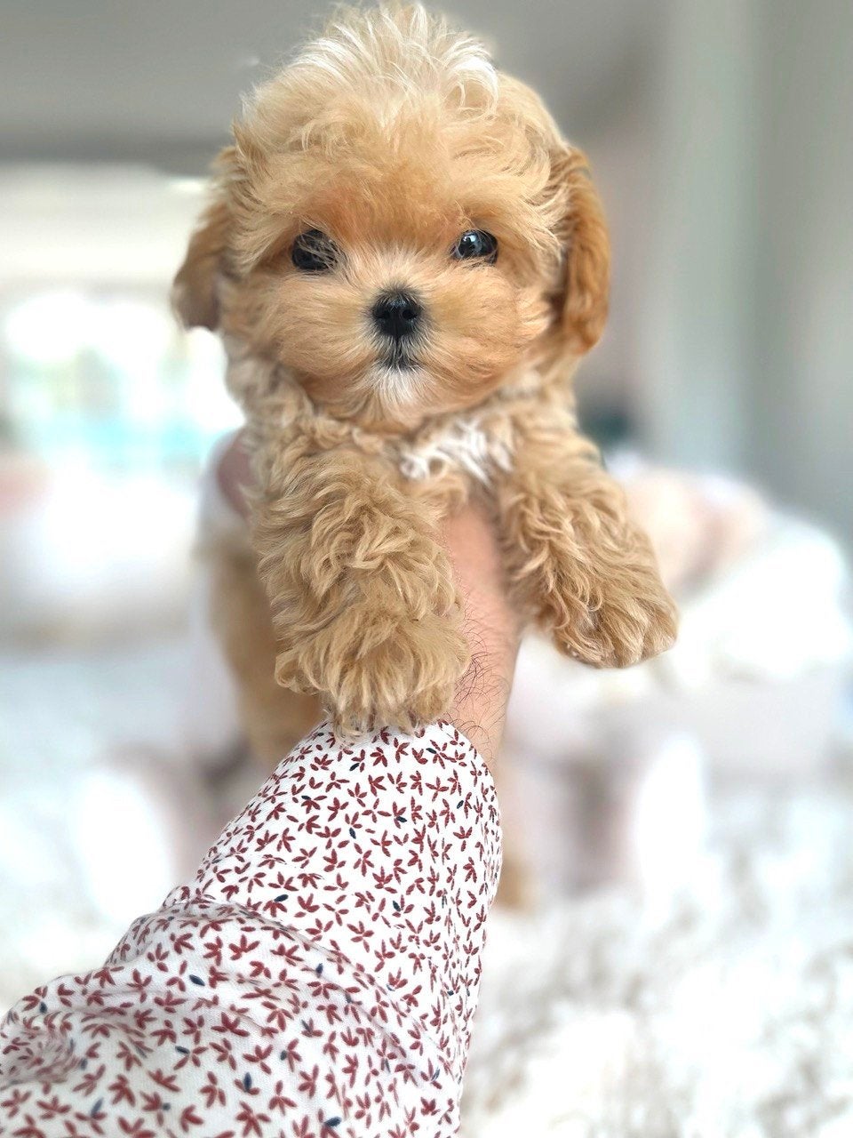 Exclusieve Maltipoo, Micro pups (Maltezer/Toy Poedel), Particulier, Overige rassen, 8 tot 15 weken, Buitenland