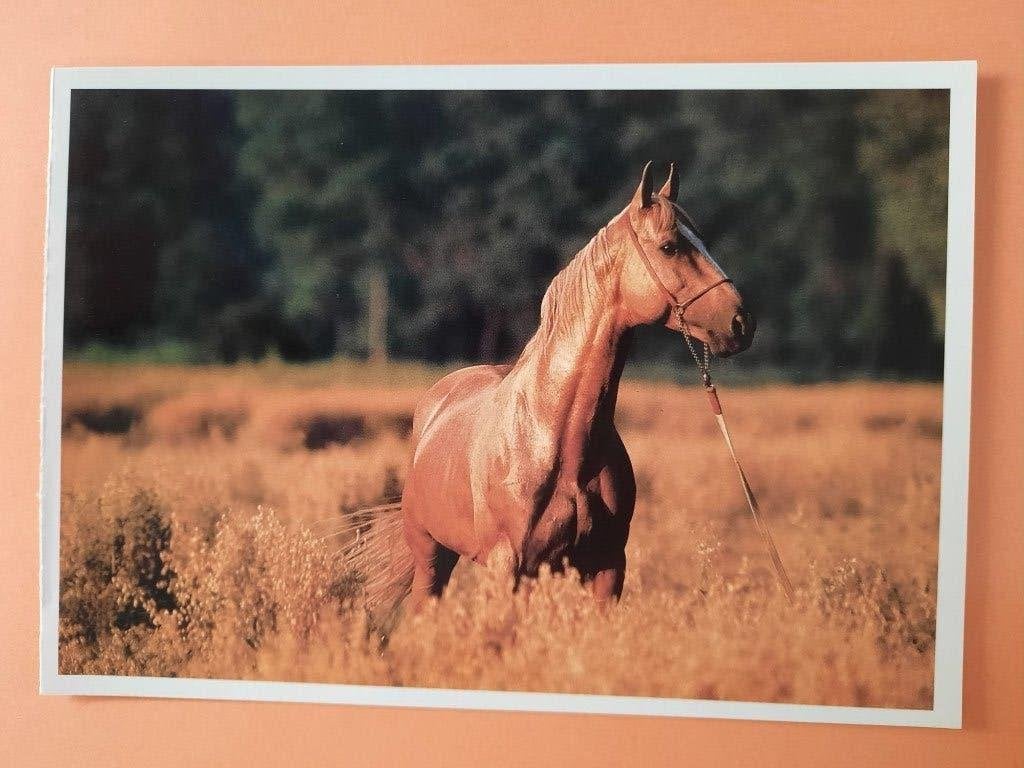ansichtkaart kaart paard veulen, Verzamelen, Ophalen, 1980 tot heden, Ongelopen, Paard