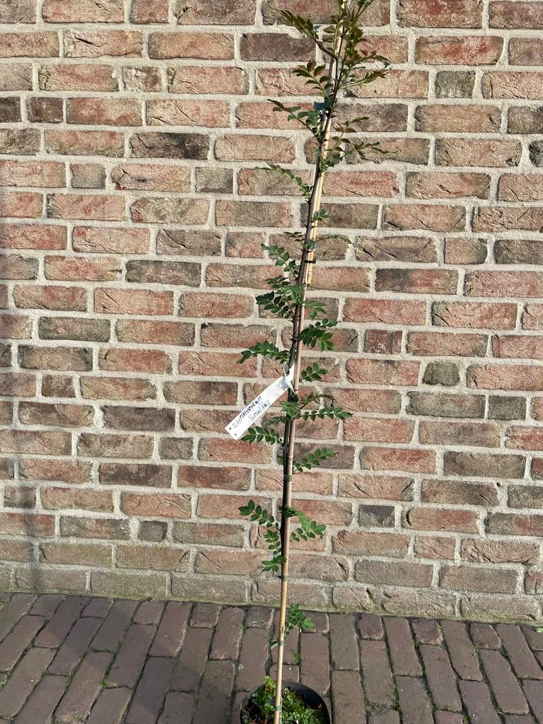 Jonge boompjes, Volle zon, Vaste plant, Bloeit niet, Ophalen