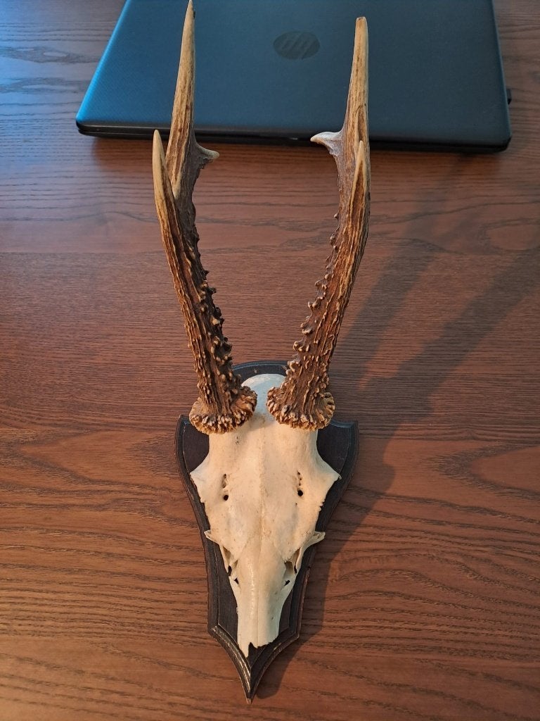 Schedel klein dier (hert) met gewei aan houten schild, Ophalen, Hert, Schedel