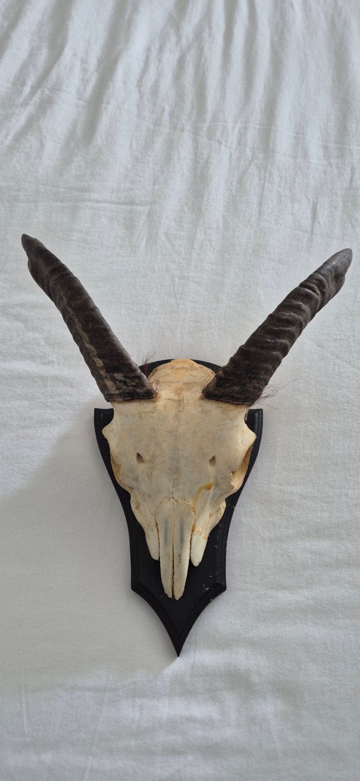Schedel met hoorns op houten schild, Verzamelen, Ophalen of Verzenden, Wild dier, Schedel
