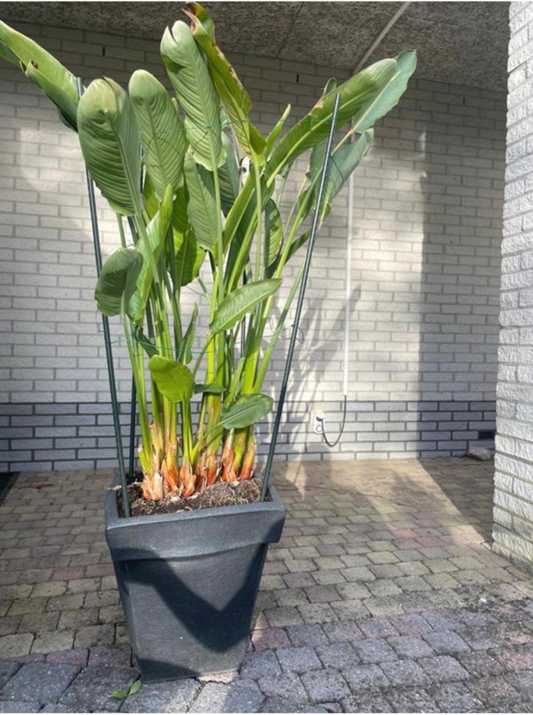 Strelitzia nicolai, Ophalen, Halfschaduw