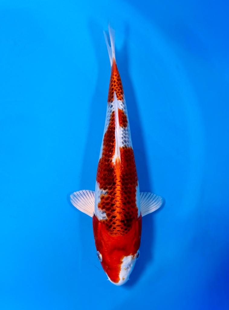 HQ Kujaku Young Nisai 28-32cm Wada Japanse koi, Dieren en Toebehoren, Vissen | Vijvervissen, Karper of Koi