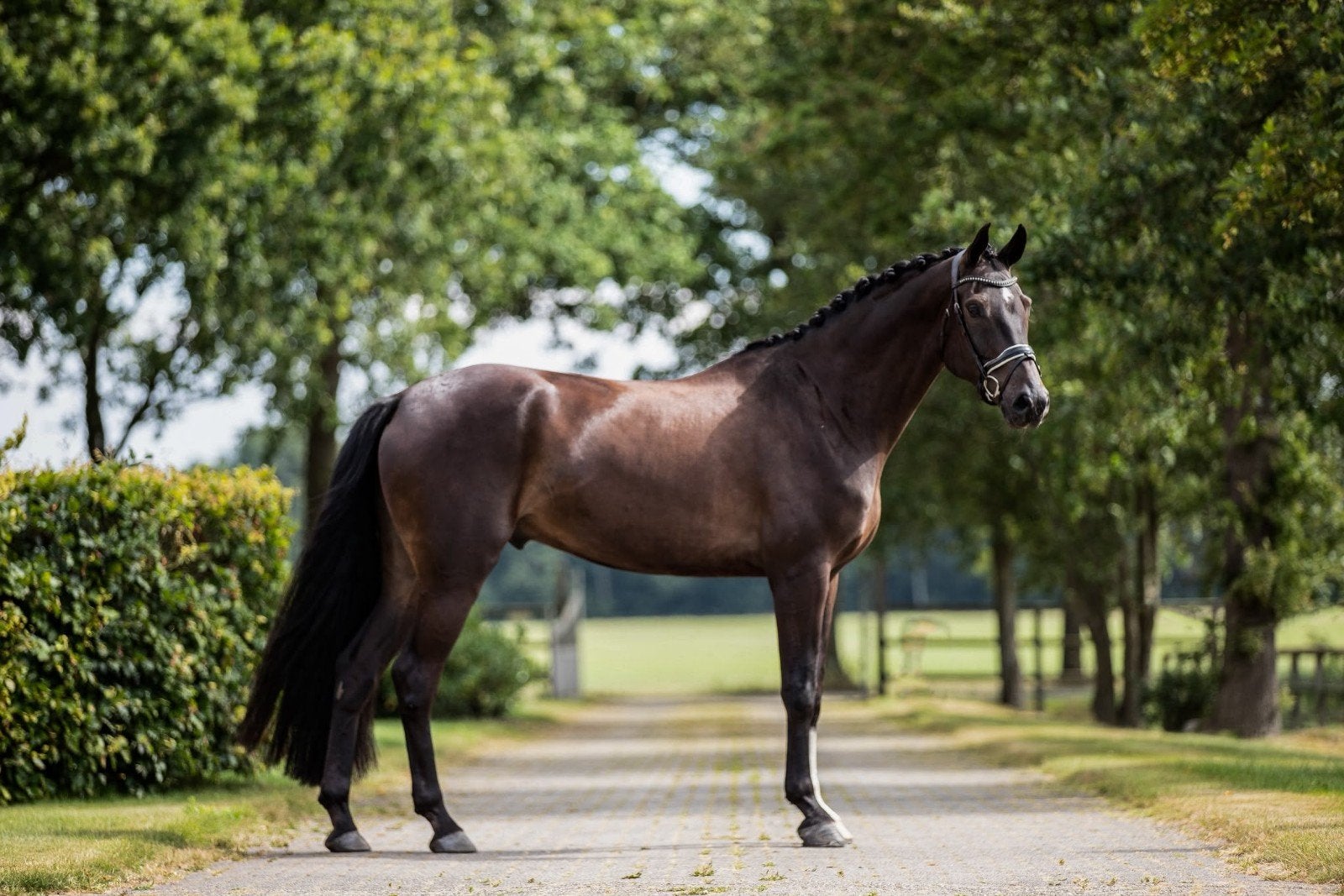 leuke 7 jarige ruin, Daily diamond x Diego, L2 geklasseerd, Ruin, Dressuurpaard, 170 tot 175 cm, L
