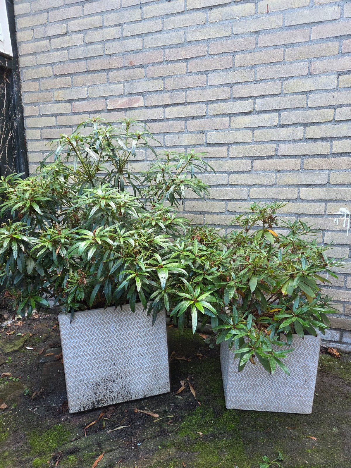 Rhododendron 2x, Ophalen, Halfschaduw, Overige soorten, Lente
