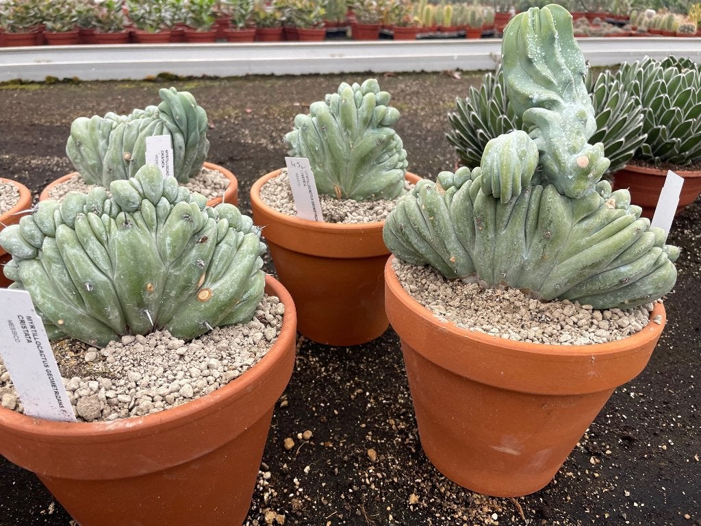 Cactus Myrtillocactus Geometrizans Cristata, Ophalen of Verzenden, Minder dan 100 cm, Bloeiende kamerplant, Volle zon