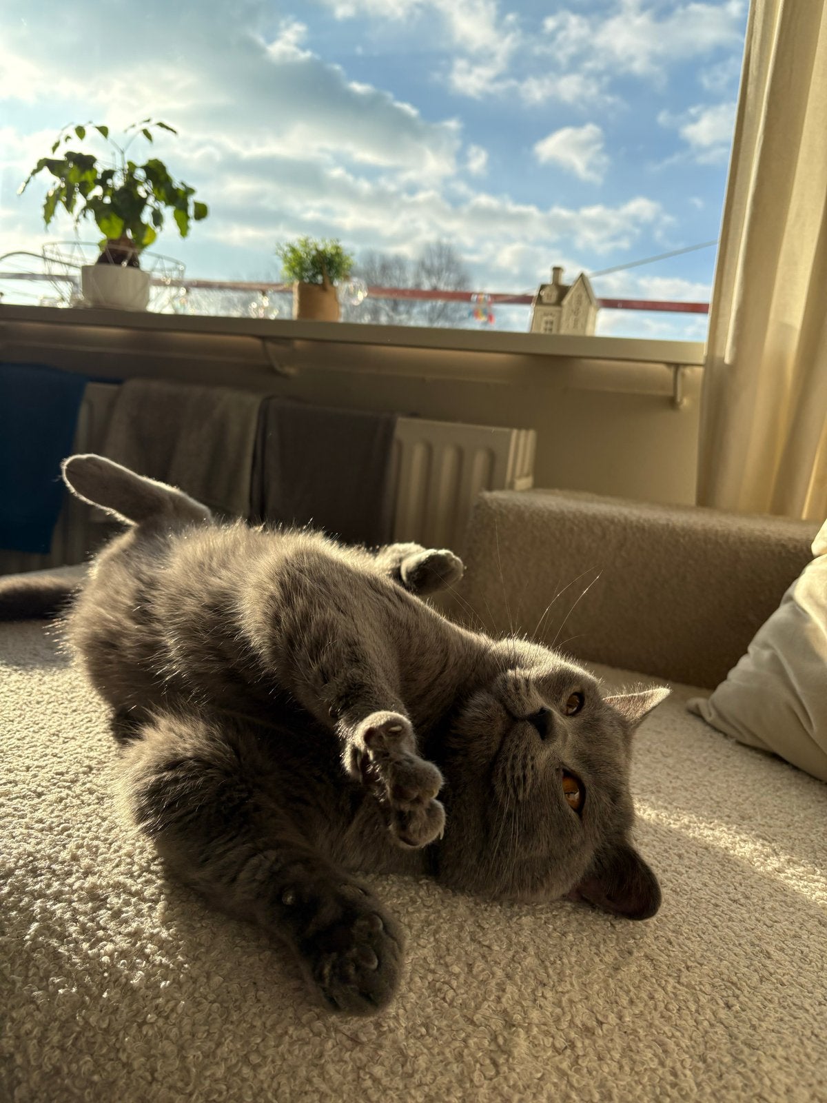 Lieve Britse Korthaar Milo zoekt een gouden mandje, Kater, Kortharig, 3 tot 5 jaar