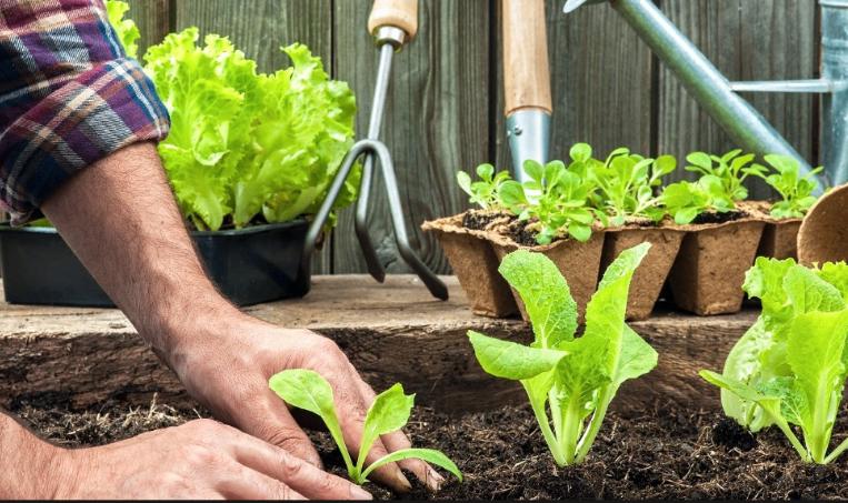 Gratis groente stekken, Huis en Inrichting, Ophalen of Verzenden, Overige soorten, Halfschaduw, Minder dan 100 cm
