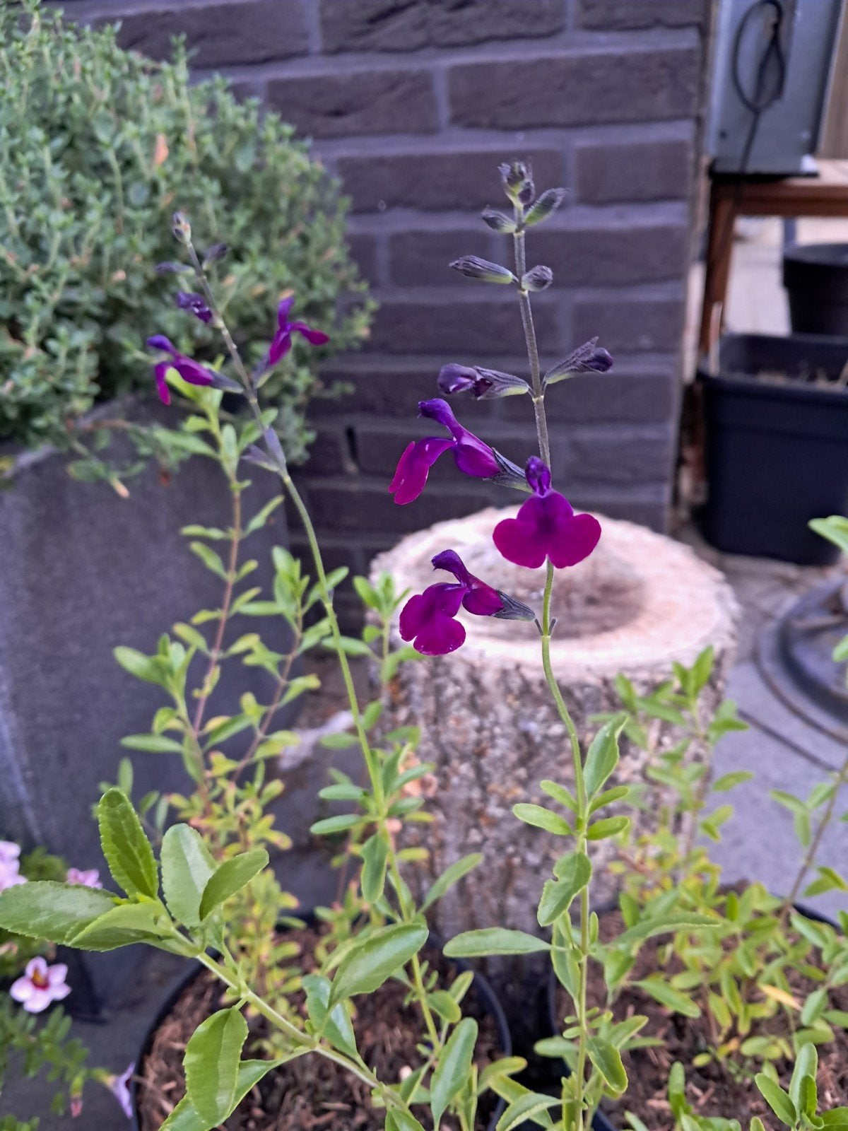Salvia vaste plant paarse bloei., Ophalen, Overige soorten, Volle zon
