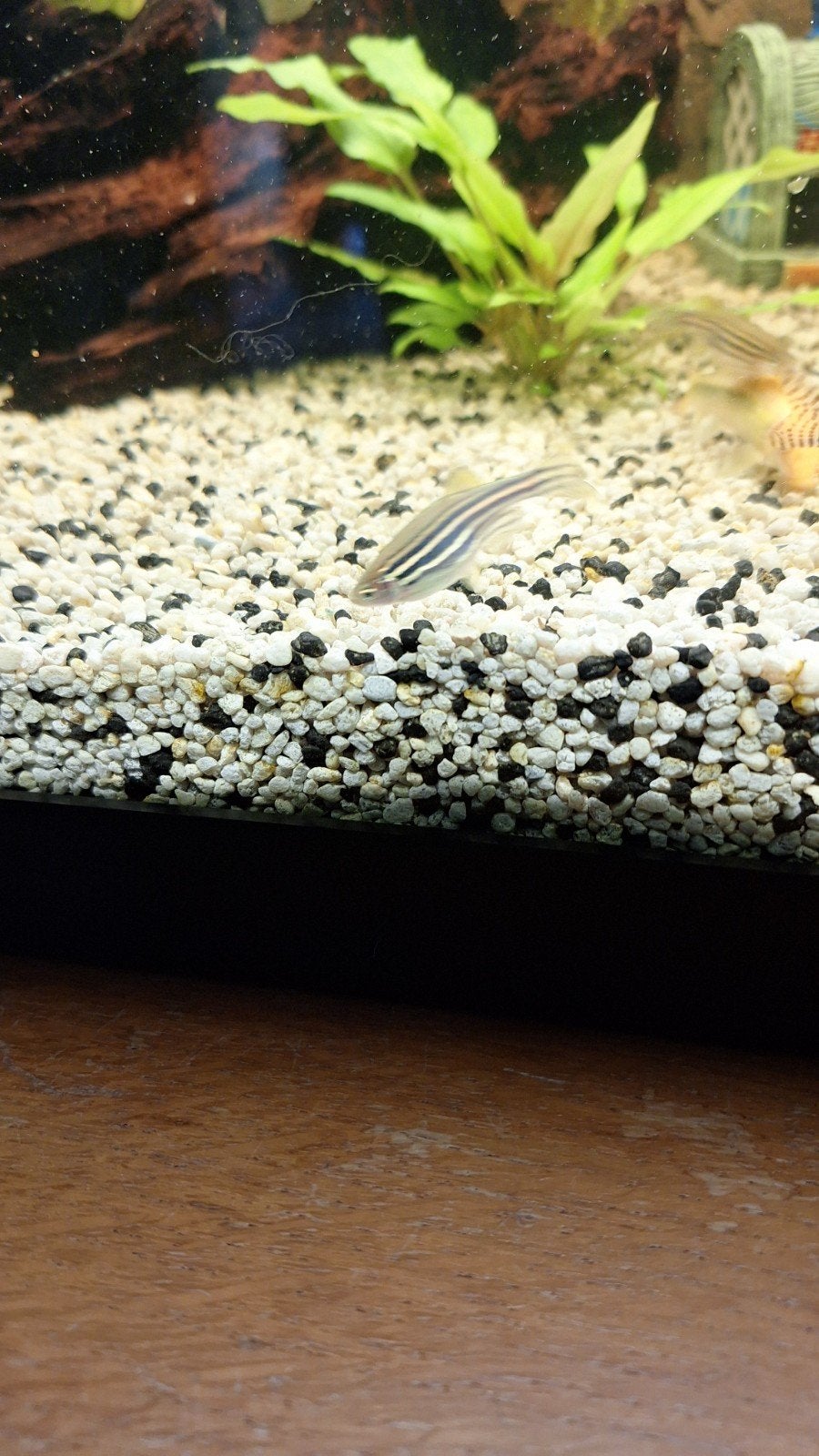 Zebra danios, Vis