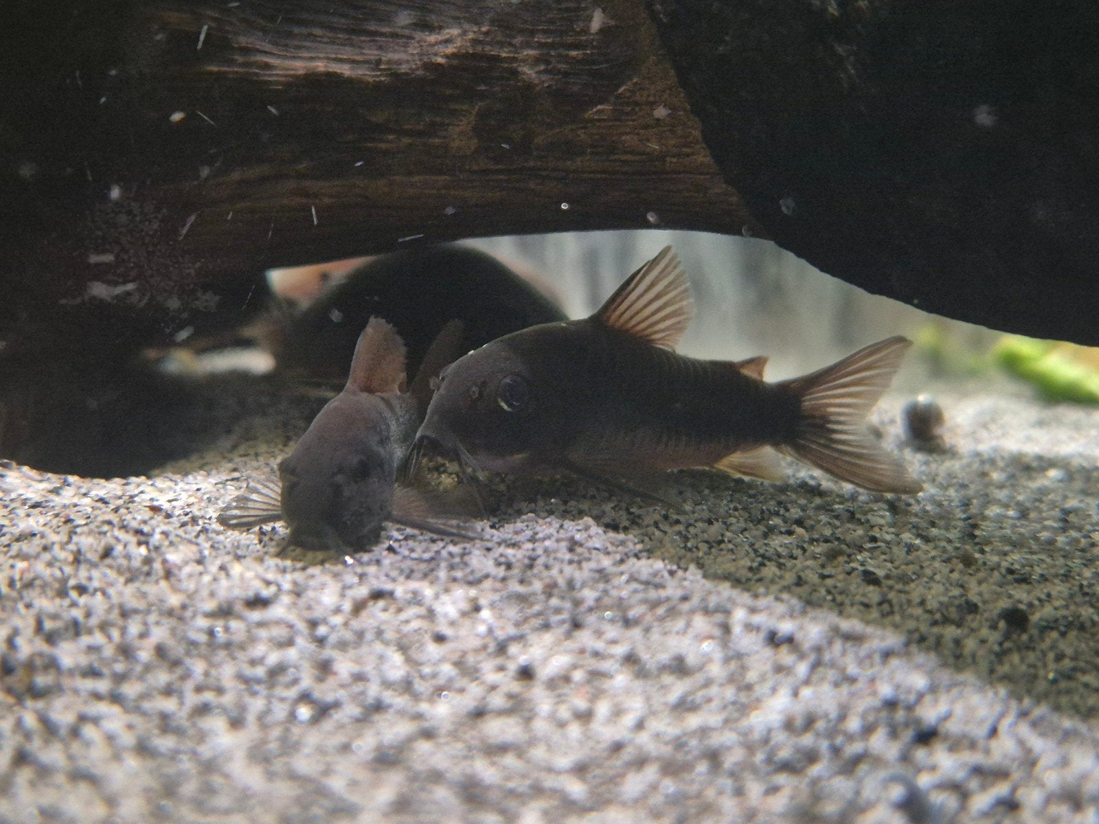 Corydora Black Venezuela kweekgroep 12st., Dieren en Toebehoren, Vissen | Aquariumvissen, Vis