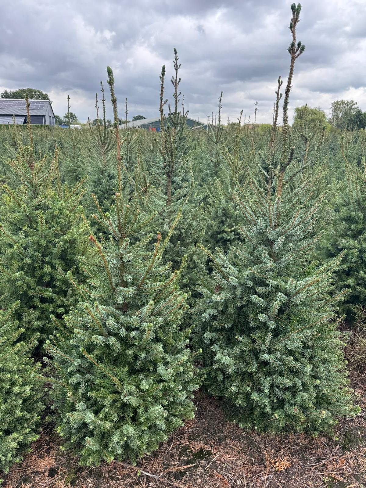 Kerstbomen Picea Omorika | Picea Punges Superblue Seedling, Ophalen, Bloeit niet, Halfschaduw, Overige soorten