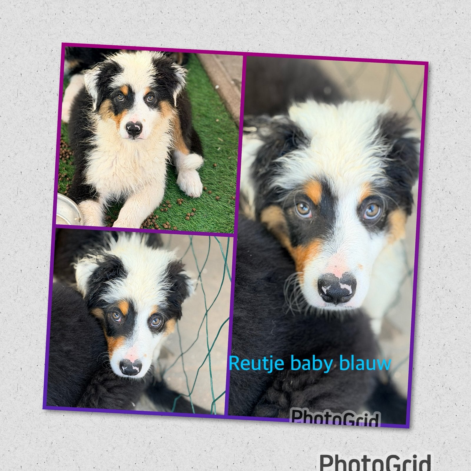 Australian shepherd pups mogen het nest verlaten, Dieren en Toebehoren, Honden | Niet-rashonden, 8 tot 15 weken, Parvo, Meerdere