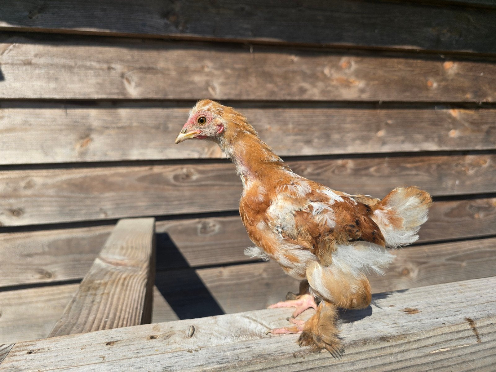 Hen, kip, kuiken., Vrouwelijk, Kip