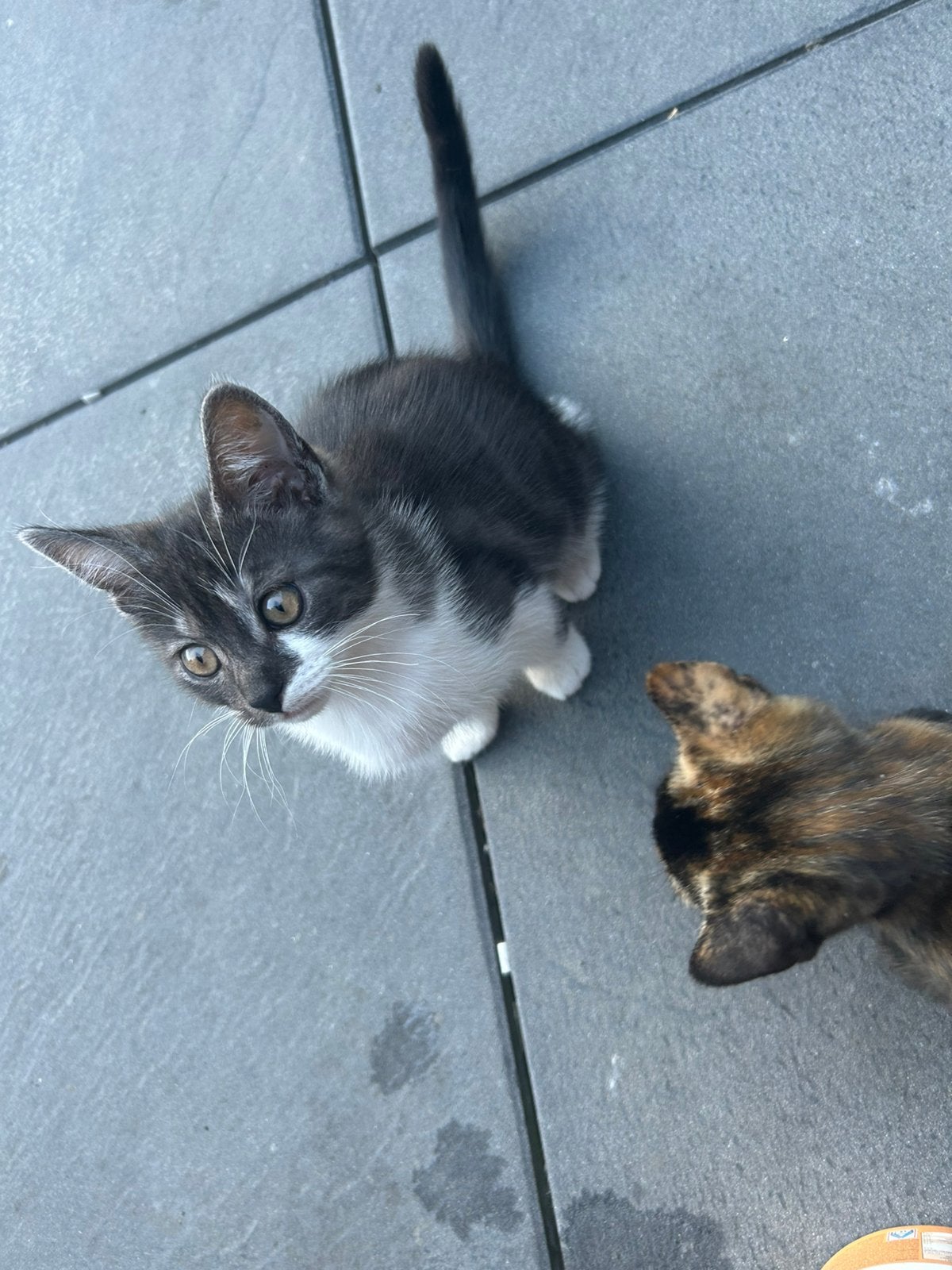 Schattige kittens kruising britse korthaar, Dieren en Toebehoren, Katten en Kittens | Overige Katten, Meerdere dieren