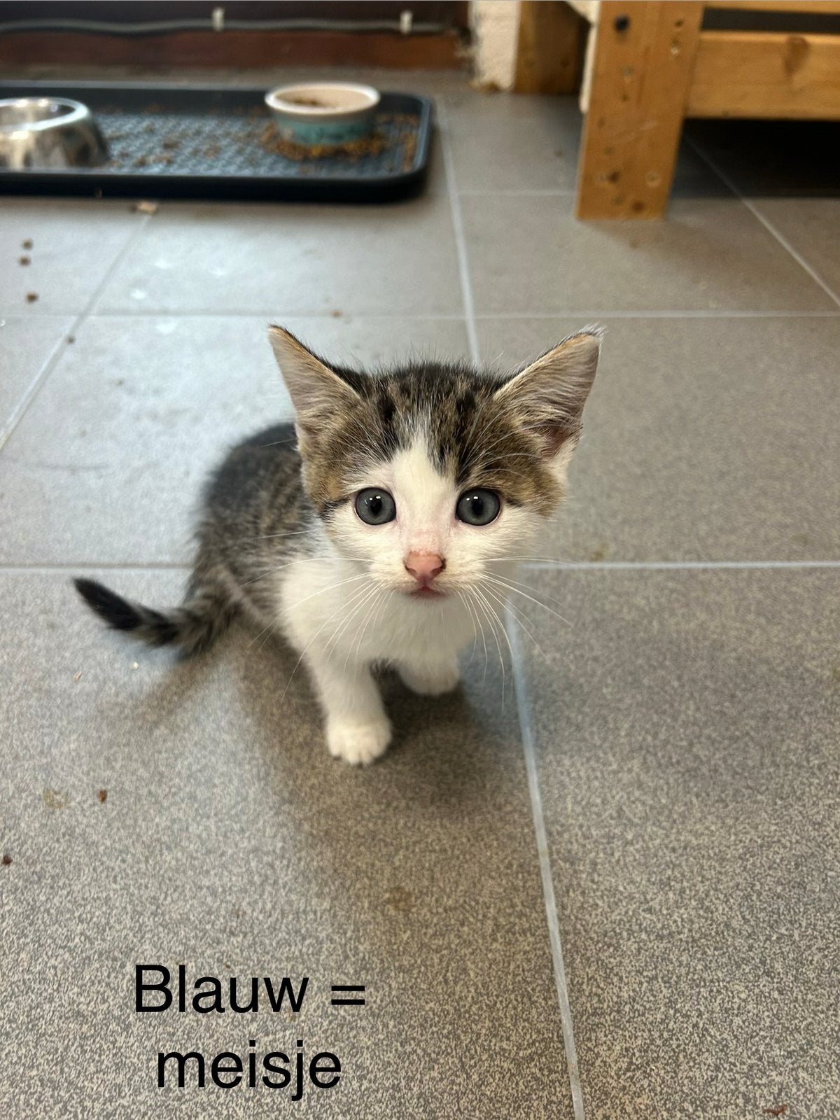 Prachtige cyperse kittens, Meerdere dieren