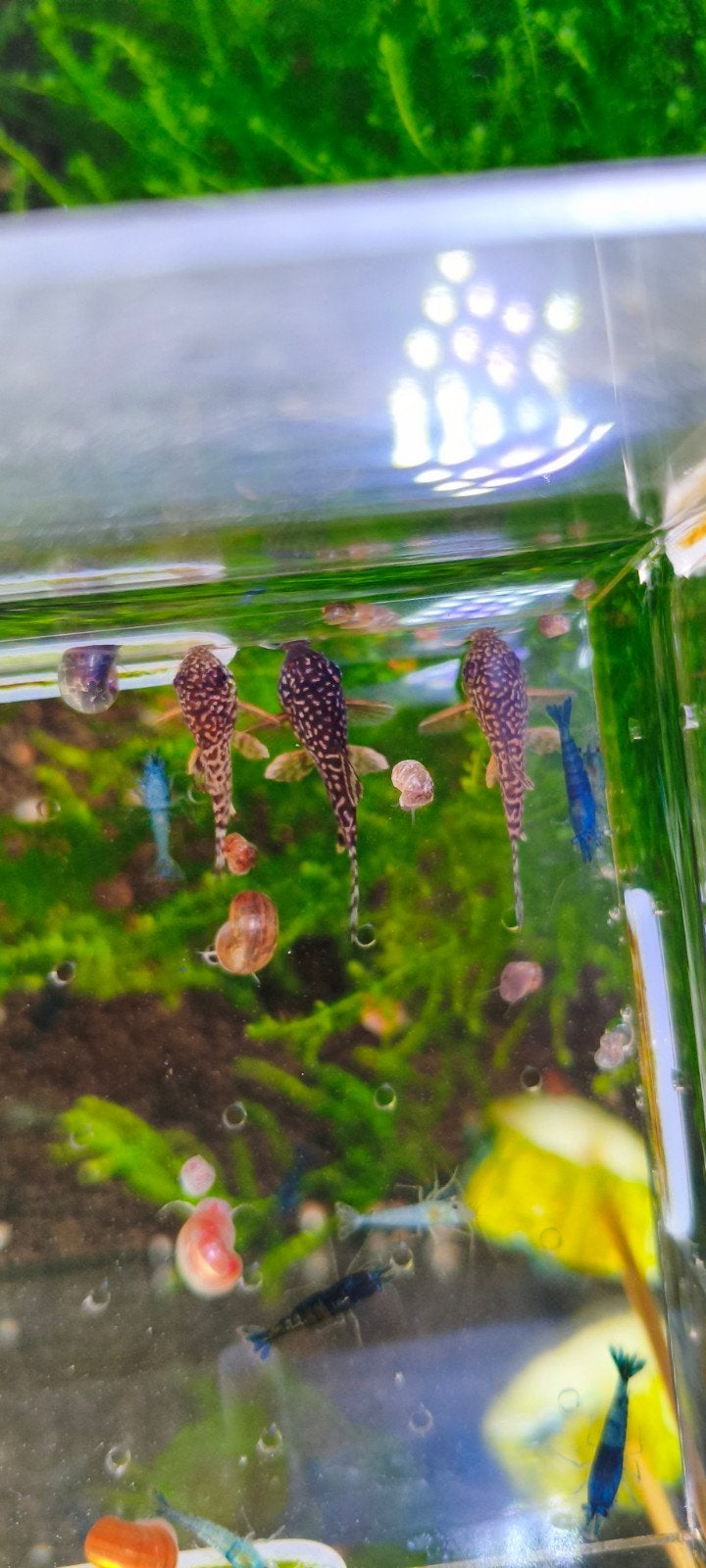Corydoras sterbai 3 maand oud, Dieren en Toebehoren, Vissen | Aquariumvissen, Vis, Zoetwatervis, Schoolvis